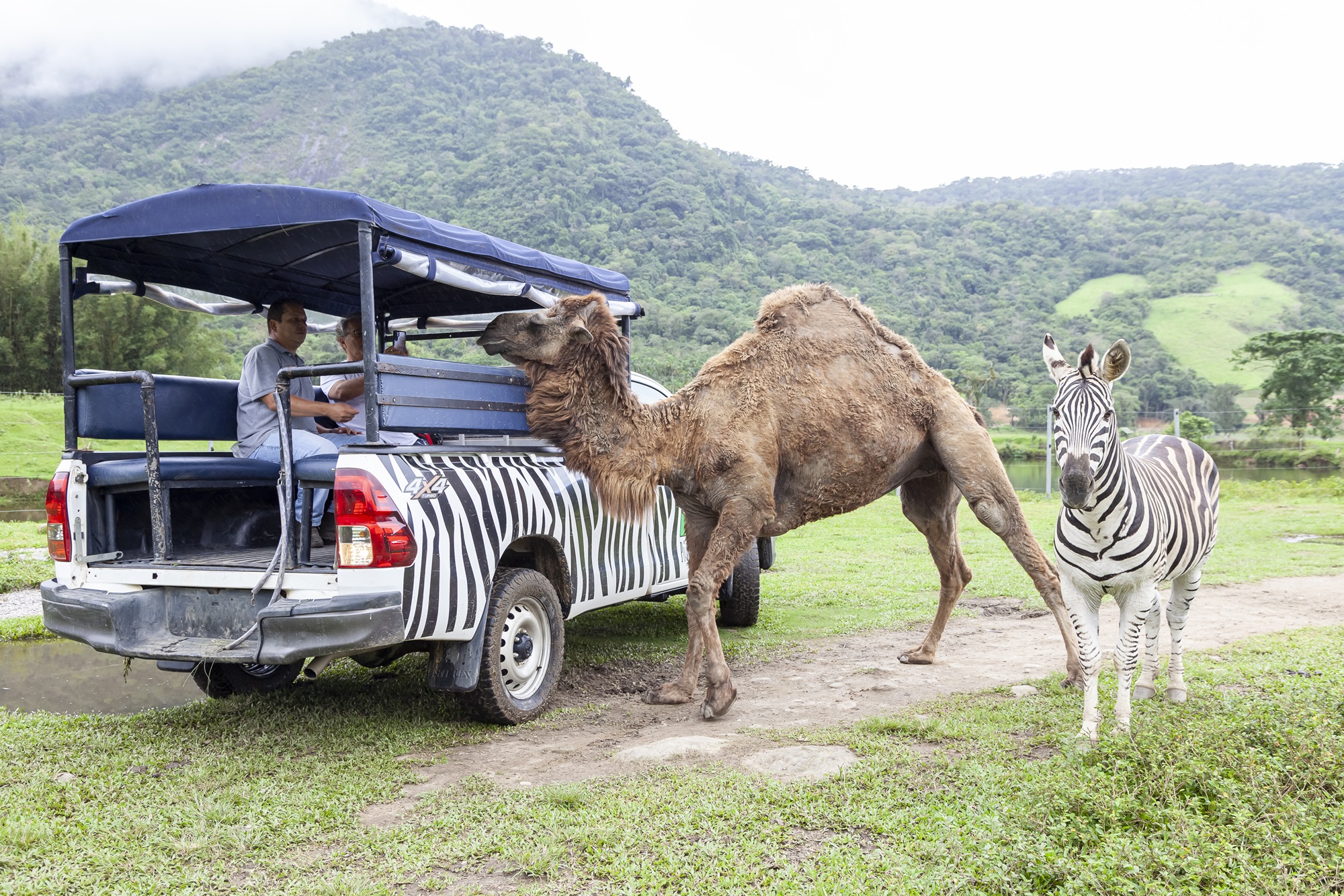 Animais no Portobello | Foto: Acervo pessoal Portobello Resort & Safári