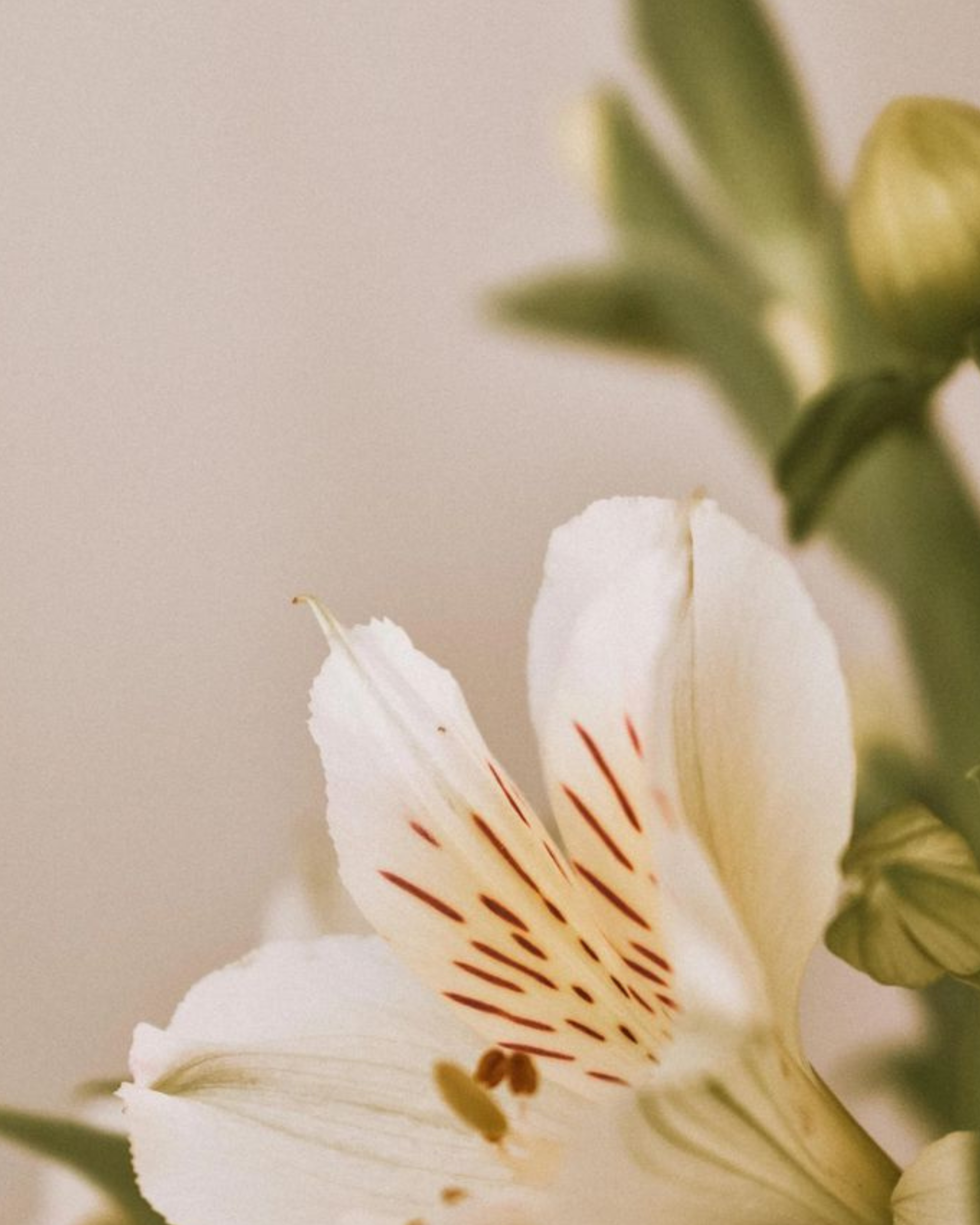 Flores em tons claros revelam a delicadeza presente no trabalho floral | Foto: Acervo da marca